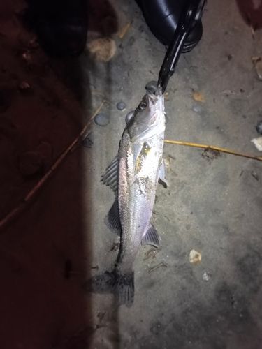 セイゴ（ヒラスズキ）の釣果