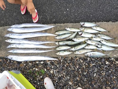 タチウオの釣果