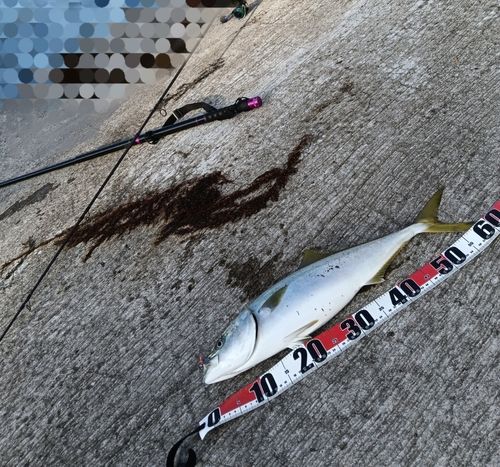 ワラサの釣果