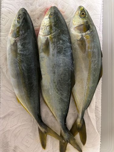 ワカシの釣果