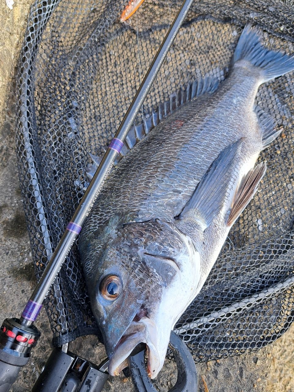 チヌの釣果写真