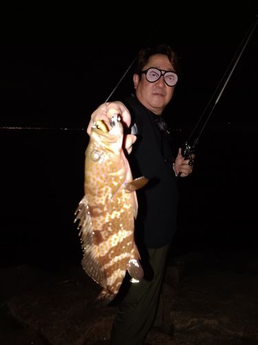 アコウの釣果