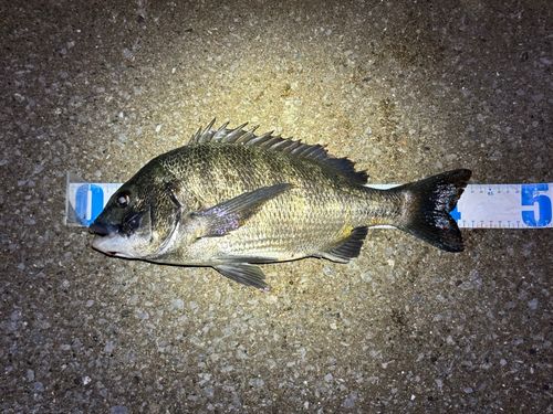 クロダイの釣果