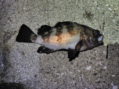 メバルの釣果