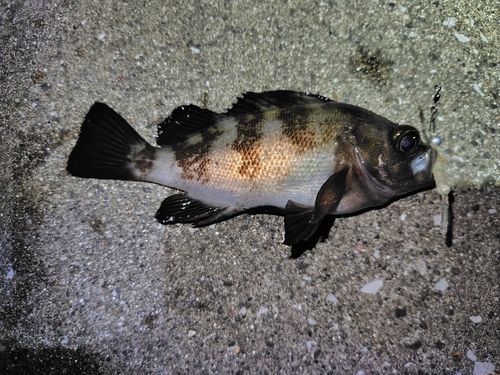 メバルの釣果