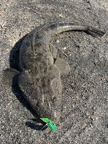マゴチの釣果