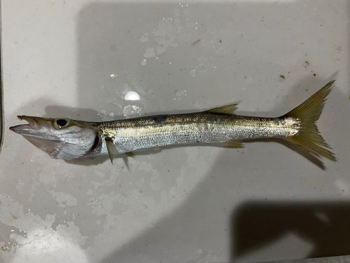 カマスの釣果
