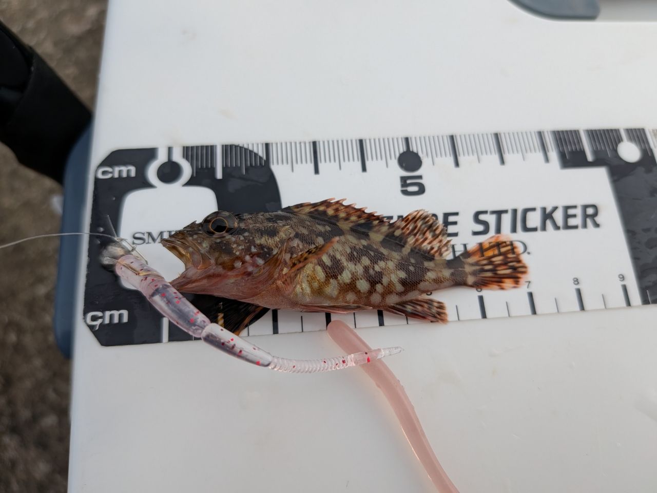 カサゴ・アジの釣果写真