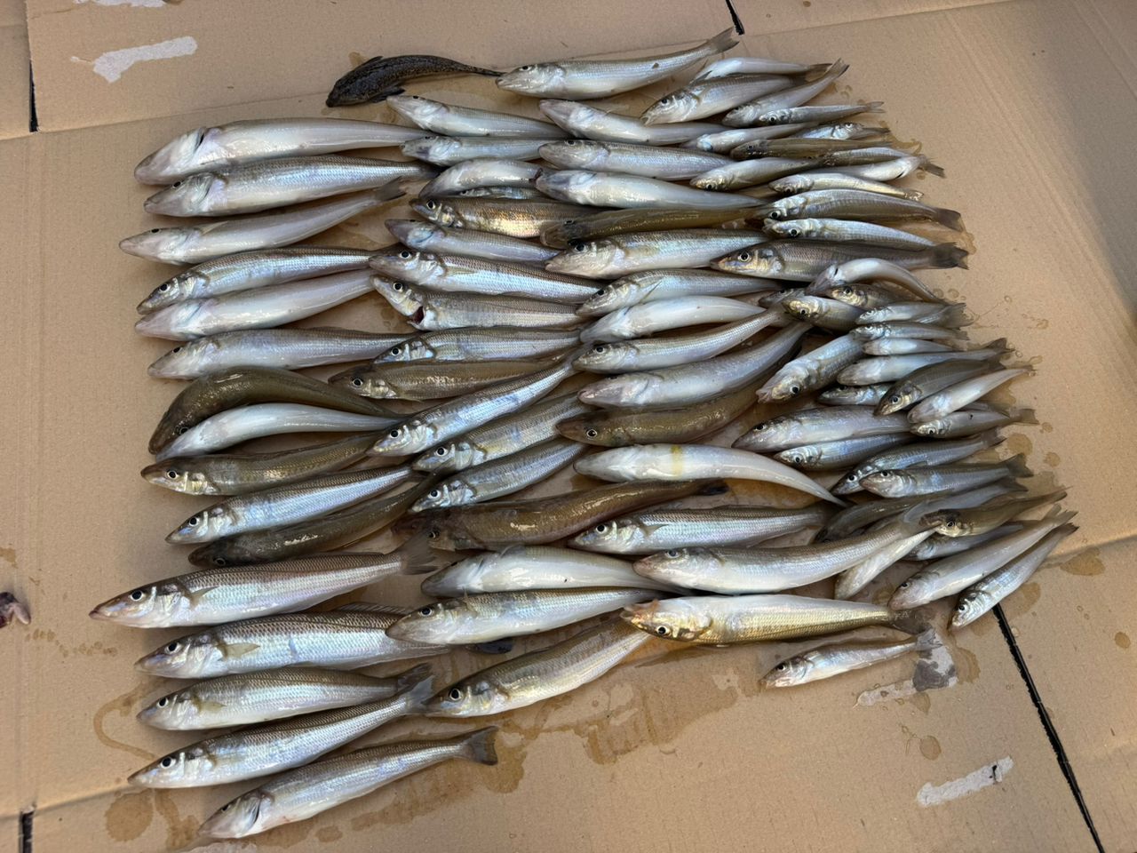 AbuGarcia ソルティースタイルショアジギング STJS-962MH-KRの最安値