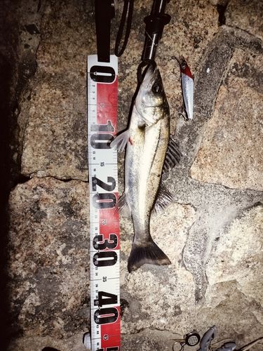 シーバスの釣果