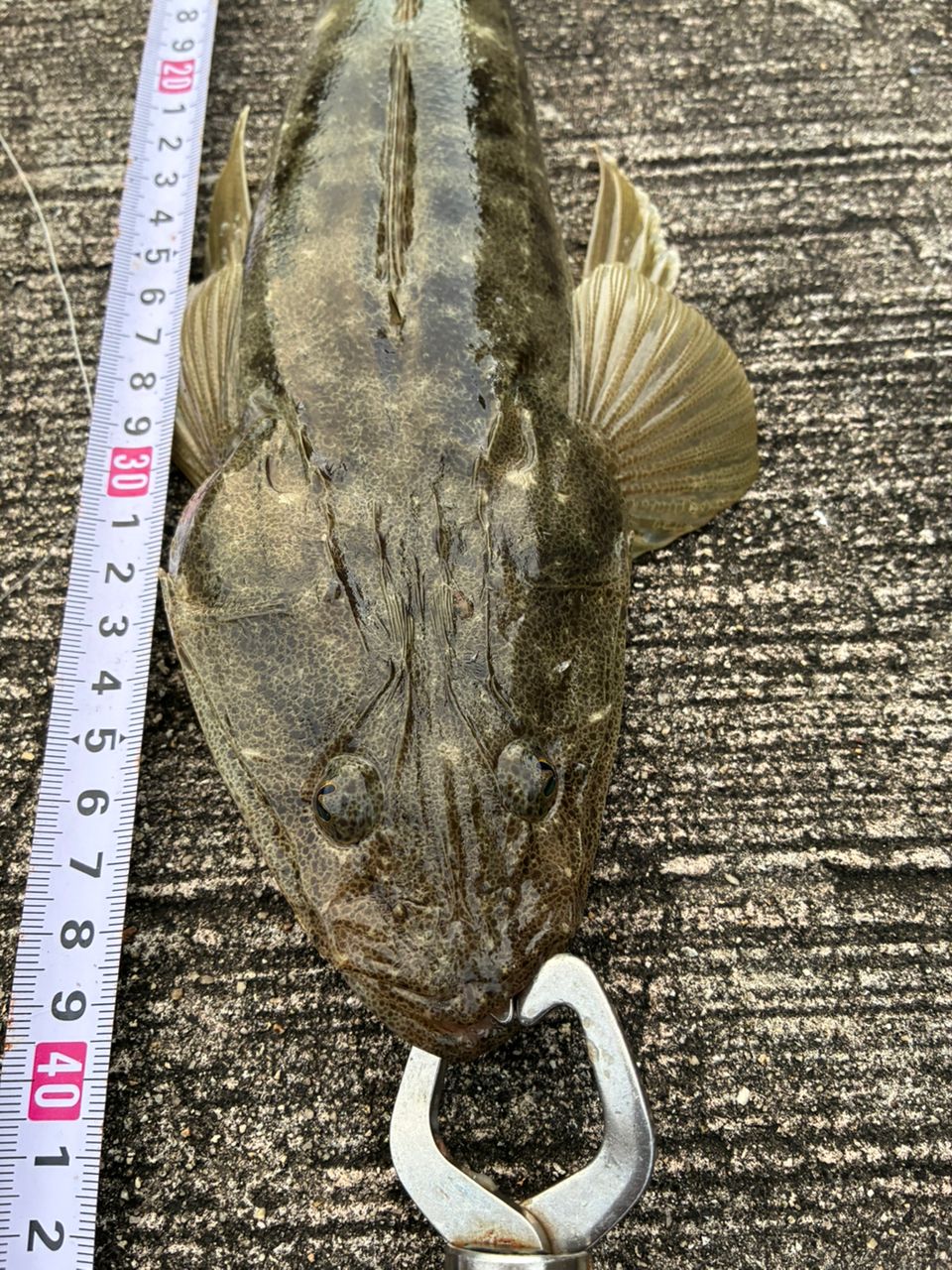 マゴチの釣果写真