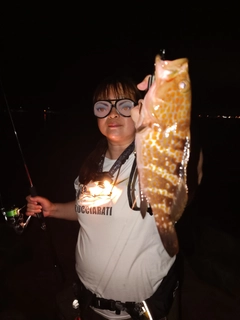 アコウの釣果