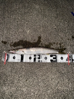 カマスの釣果