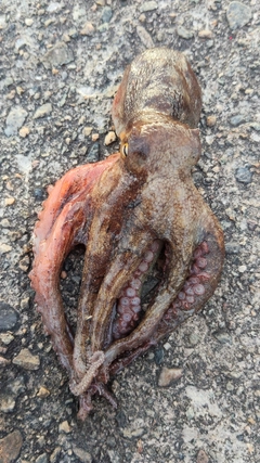 タコの釣果