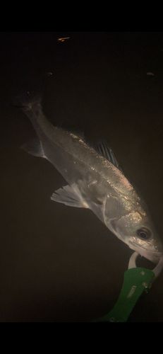 フッコ（マルスズキ）の釣果