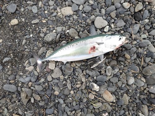ソウダガツオの釣果