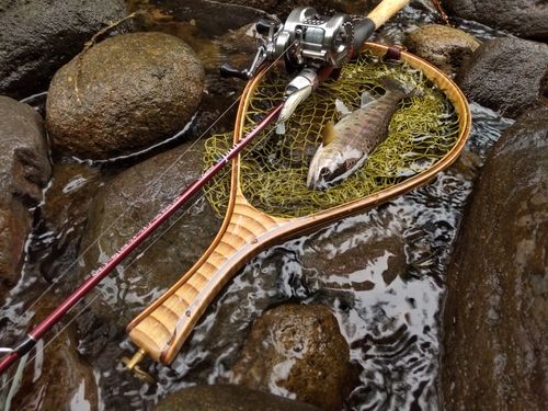 ヤマメの釣果