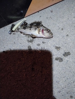 クロソイの釣果