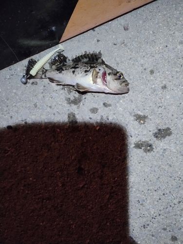 クロソイの釣果