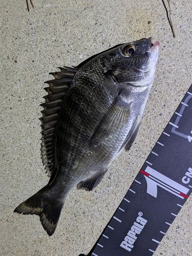 チヌの釣果