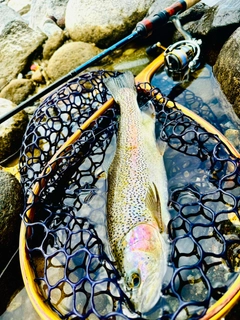 ニジマスの釣果
