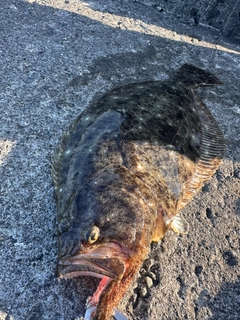 ヒラメの釣果