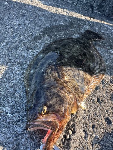 ヒラメの釣果