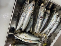 ウルメイワシの釣果