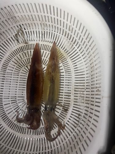 スルメイカの釣果