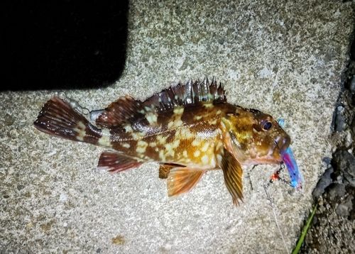 ガシラの釣果