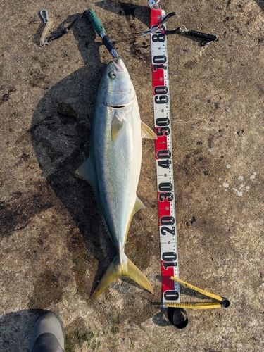 ワラサの釣果