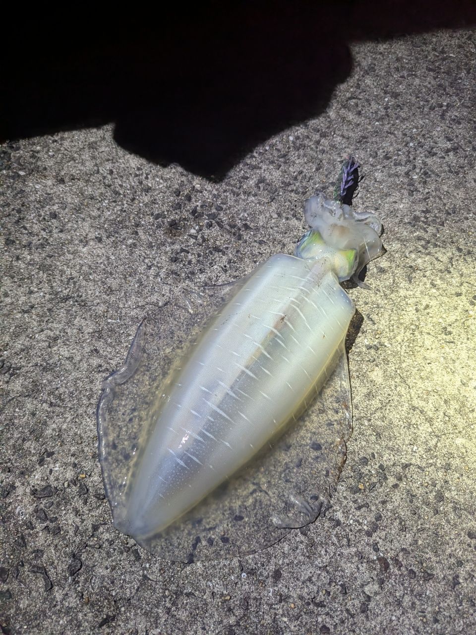 アオリイカの釣果写真