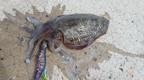 モンゴウイカの釣果