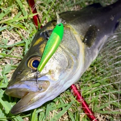 フッコ（マルスズキ）の釣果
