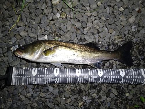 フッコ（マルスズキ）の釣果