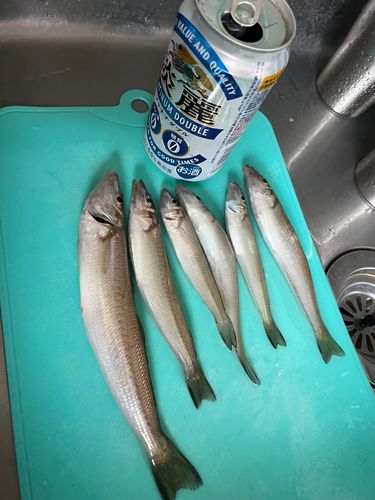 キスの釣果