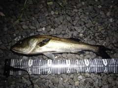 フッコ（マルスズキ）の釣果