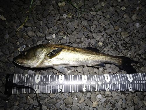 フッコ（マルスズキ）の釣果