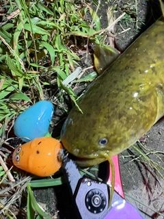 マナマズの釣果