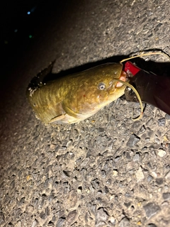 マナマズの釣果
