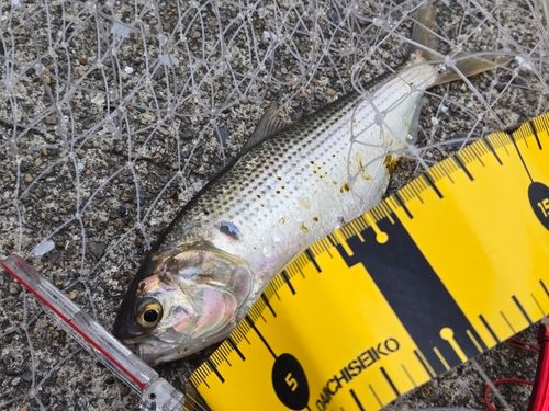 コノシロの釣果