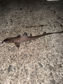 ホシザメの釣果