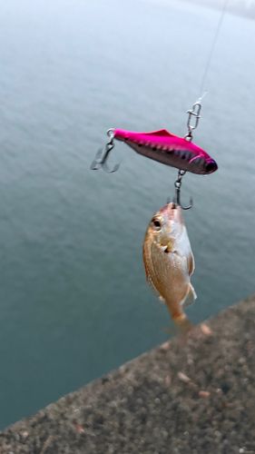 釣果