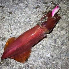 ケンサキイカの釣果