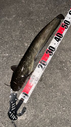 ナマズの釣果