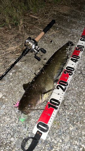 ナマズの釣果