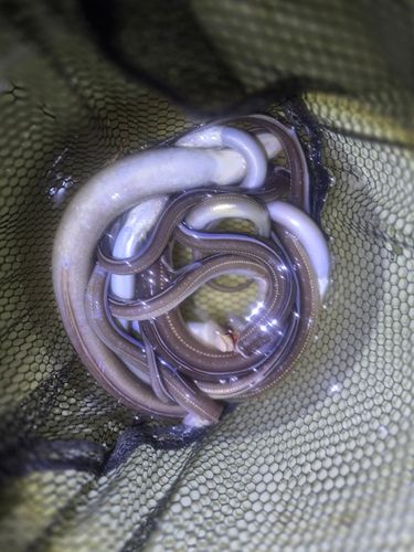 アナゴの釣果