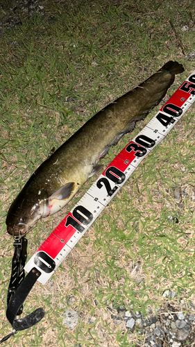 ナマズの釣果