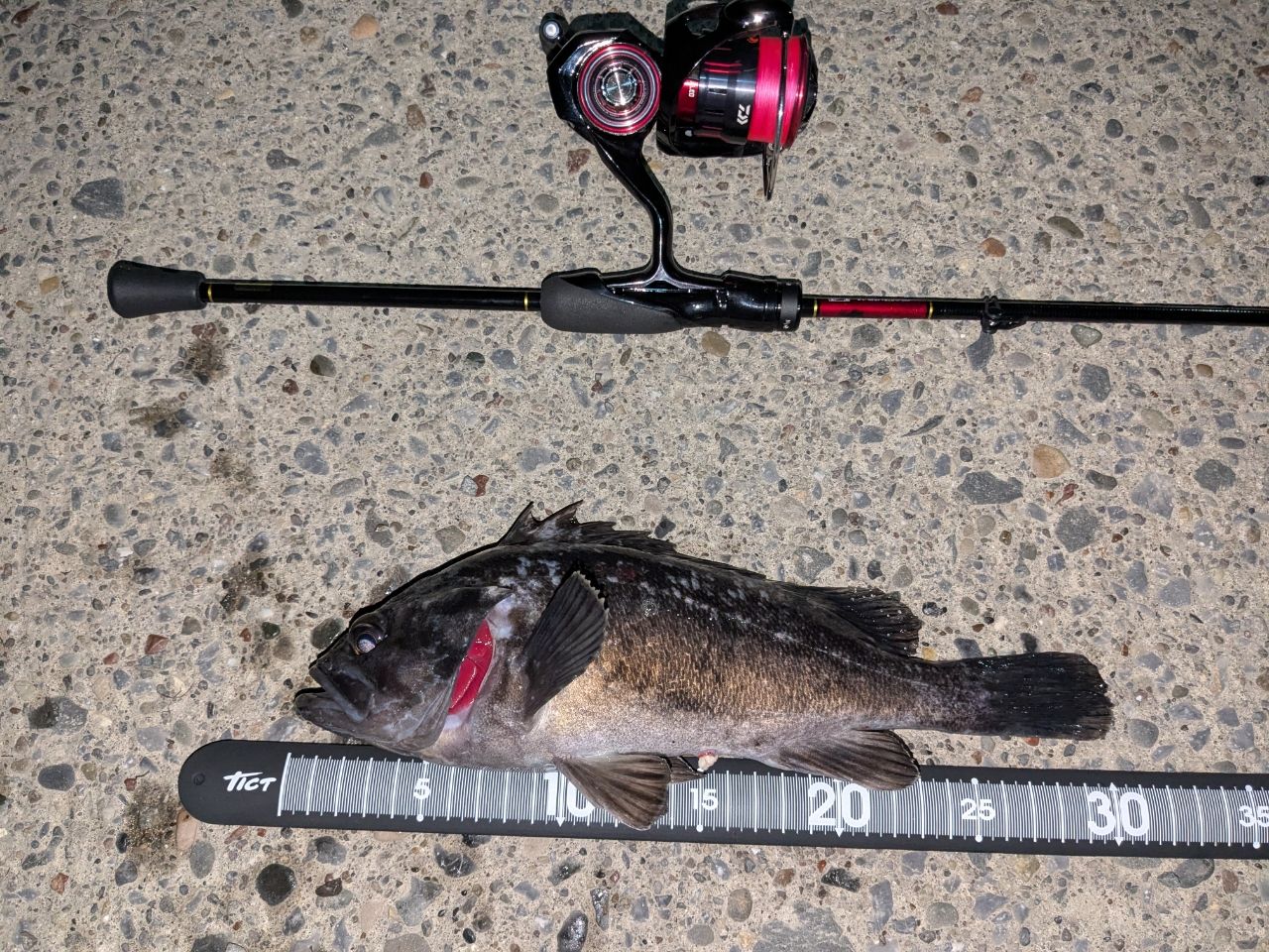 DAIWA 23月下美人 AIR 68L-T・Wの最安値・インプレ・釣果 | 本音の