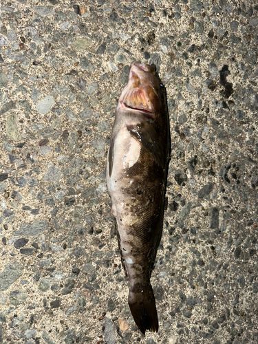 アイナメの釣果